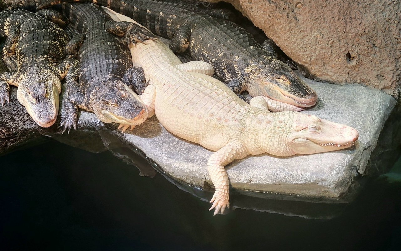 Komplett weisse Tiere sind faszinierende Erscheinungen in der Natur, deren auffällige Färbung durch einen Mangel an Farbpigmenten entsteht – je nach Ursache als Folge von Albinismus oder Leuzismus.