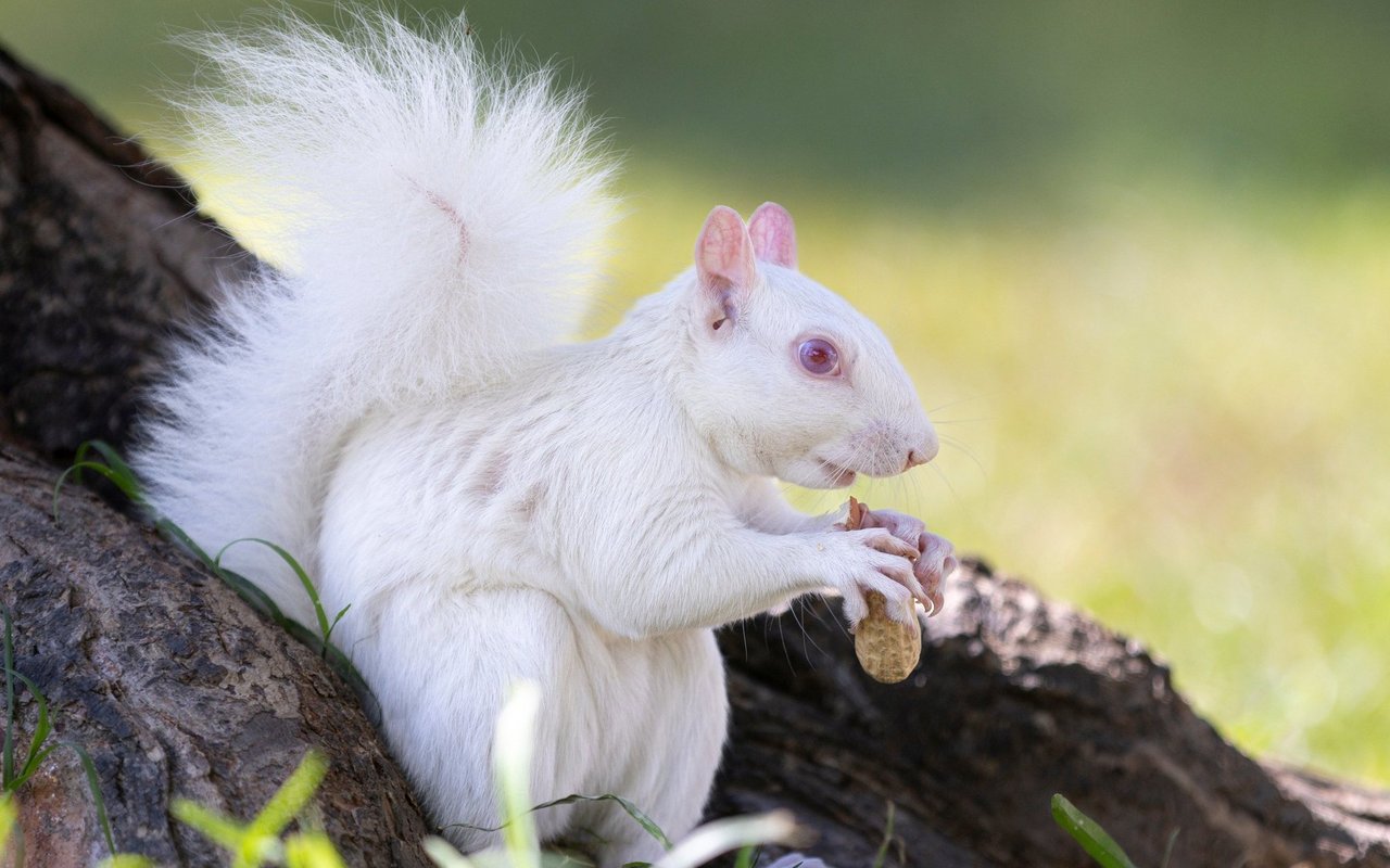 Albinoeichhörnchen werden selten gesichtet, zuletzt im Engadin.