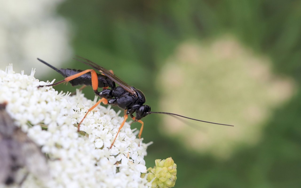 Die Schwarze Schlupfwespe parasitiert Puppen von verschiedenen Schmetterlingen.