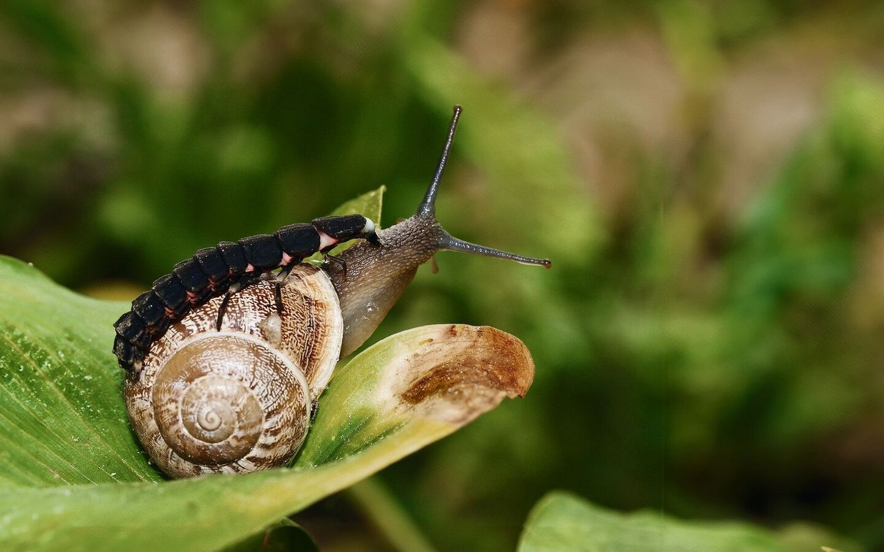 Als Larve fressen Glühwürmchen fleissig Schnecken. Getötet wird mittels giftigem Nackenbiss.