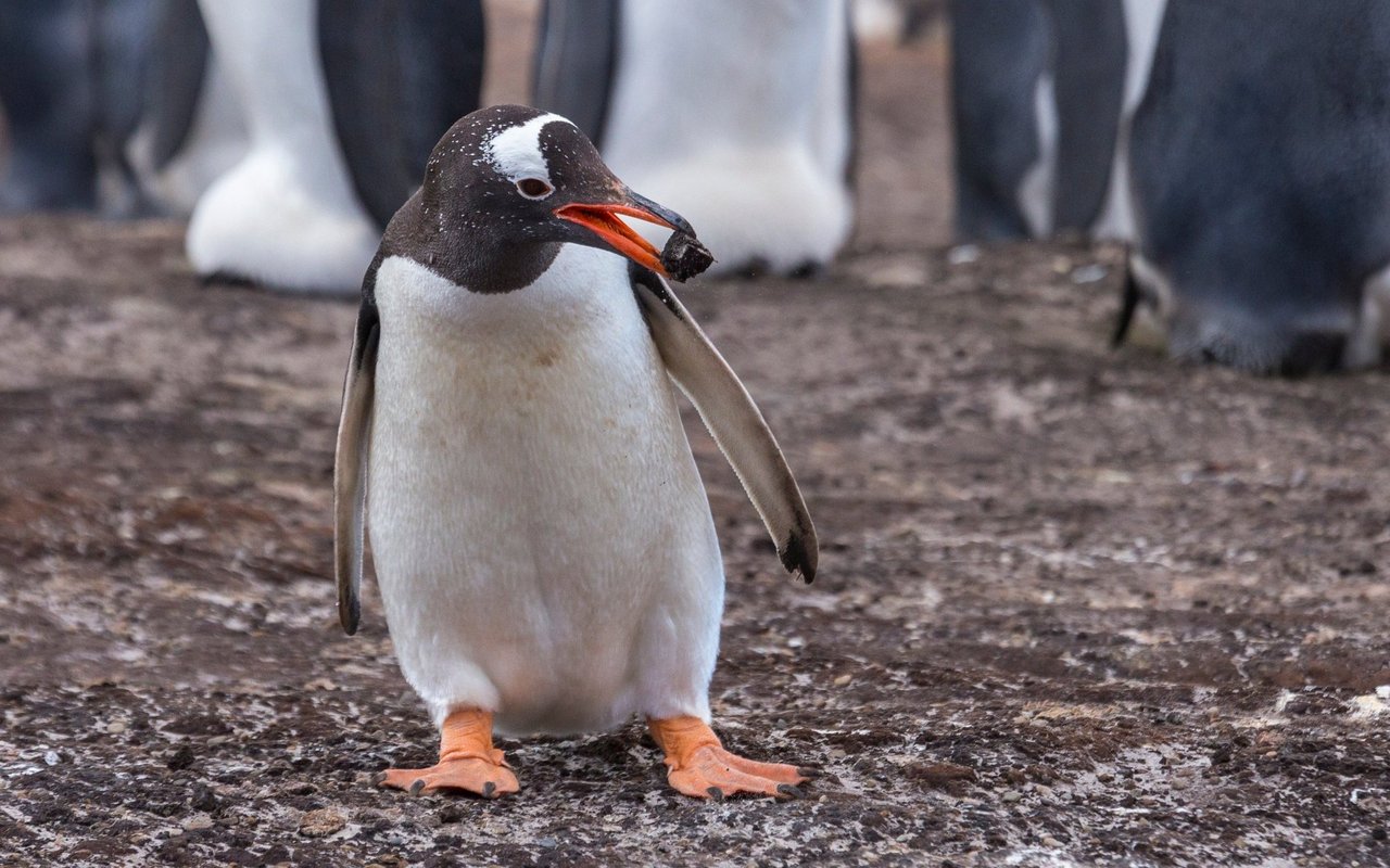 Eselspinguin-Männchen wollen mit dem grössten Stein beeindrucken. 