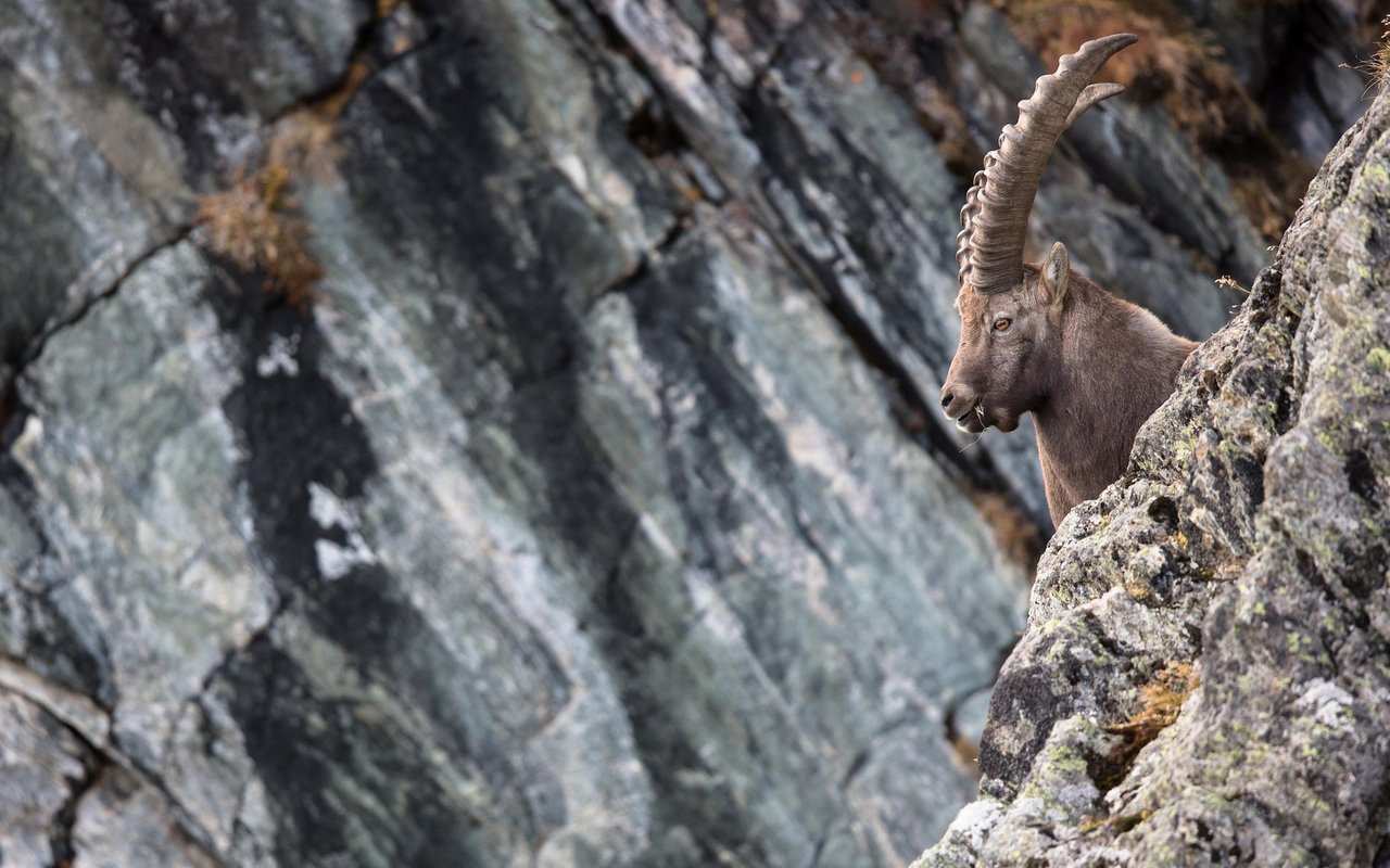 Der Steinbock, König der Alpen ziert das Wappen des Kantons Graubünden. Im 19. Jahrhundert wurde er bis zur Ausrottung bejagt. Dank Schmugglern finden sich heute wieder Tiere in der Schweiz. 