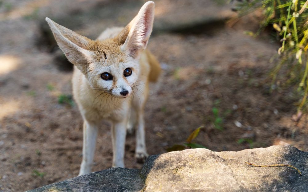 Der Fennek ist die kleinste Wildhundeart mit grossen Ohren, nachtaktiv und lebt in Kleinfamilien.