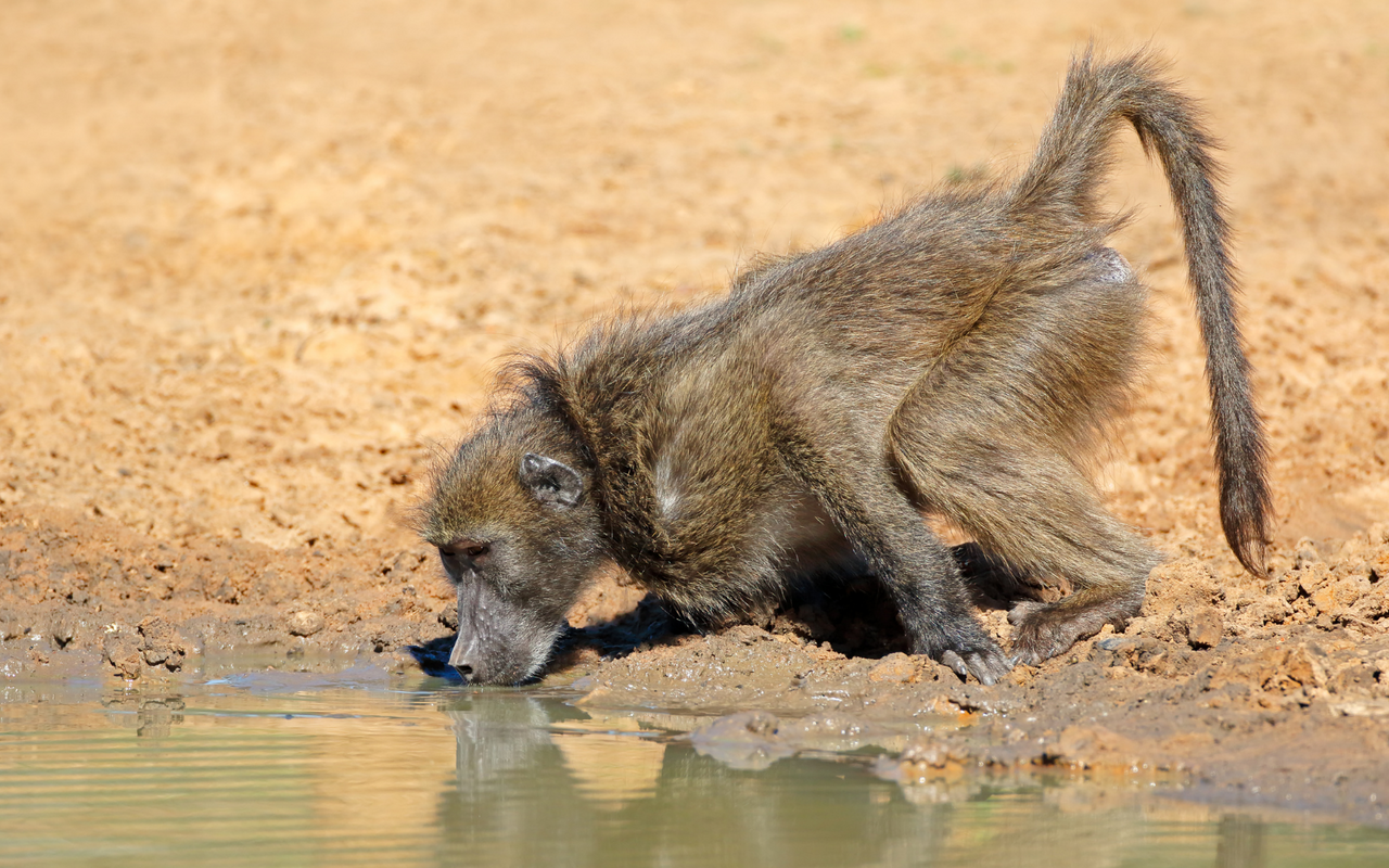 Die Ureinwohner im südlichen Afrika nutzen die Neugier von Pavianen, um Wasserquellen in der Kalahari-Wüste zu finden, indem sie einen Affen durch Salz durstig machen und ihm dann zum Wasserloch folgen.