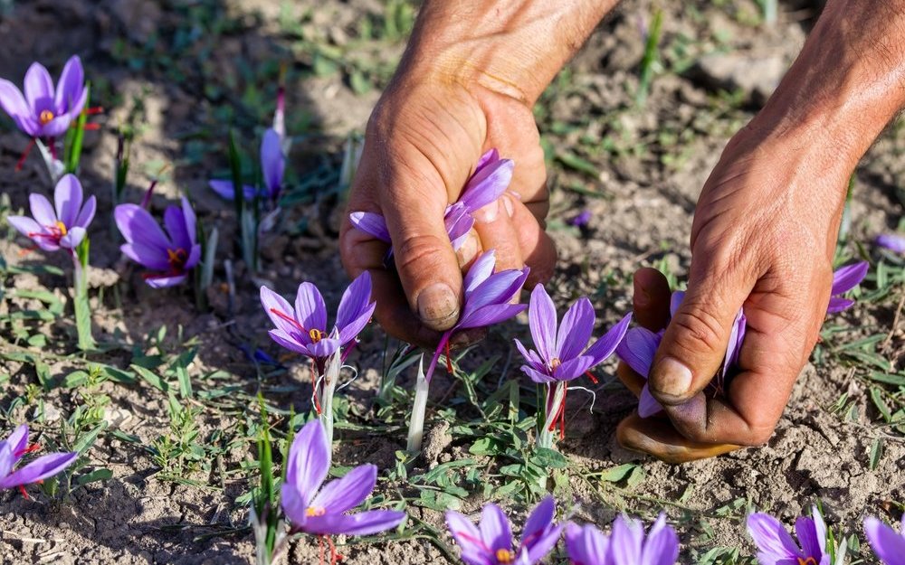 Aus den roten Fäden oder Narben in den Blüten wird Safran gewonnen, das rote Gold des Wallis.