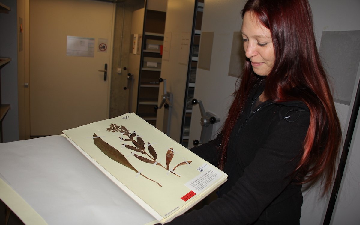 Dr. Katja Rembold, Kuratorin des Botanischen Gartens der Universität Bern, mit einem Herbarbeleg des Herbairums Bernense.