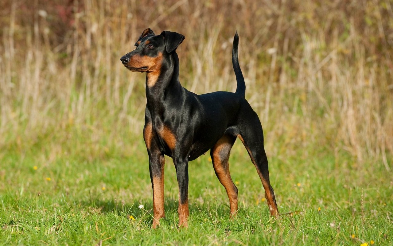 Der Deutsche Pinscher besitzt ein kurzes, glänzendes Fell. In der Fellfarbe schwarz-rot, wie hier zu sehen, sieht er wie eine kleine Ausgabe des Dobermanns aus.