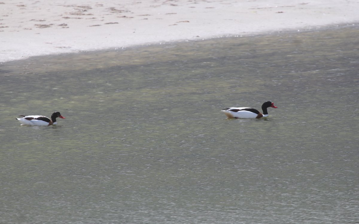 Brandgänse oder -enten in ihrem natürlichen Lebensraum in Norddeutschland an der Ostsee. 