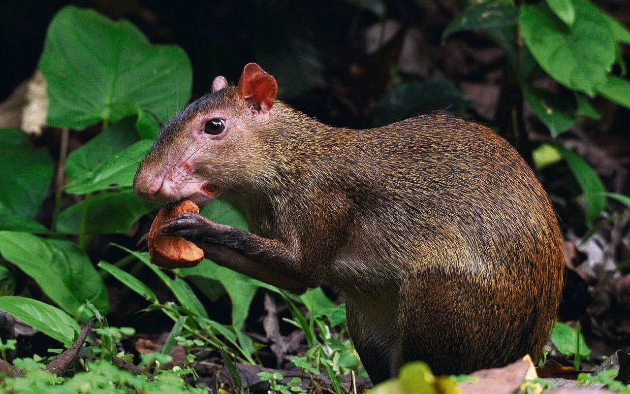 Im Amazonasgebiet sind Agutis fast die einzigen Tiere, die mit ihrem starken Gebiss die harten Kapselfrüchte der Paranuss öffnen können.