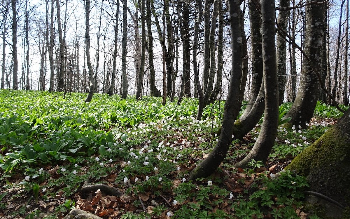 Bärlauch und Buschwindröschen im lichten Wald, so weit das Auge reicht. 