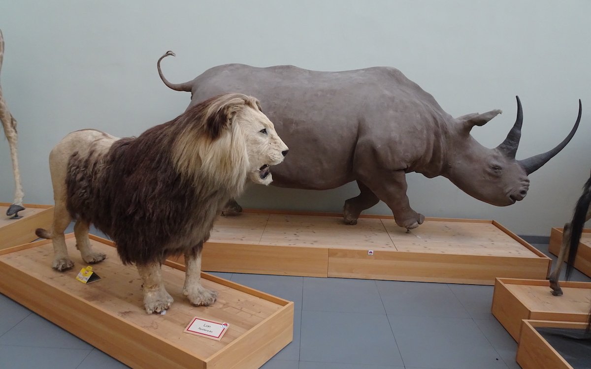 Berberlöwe und Breitmaulnashorn im Palais de Rumine. 