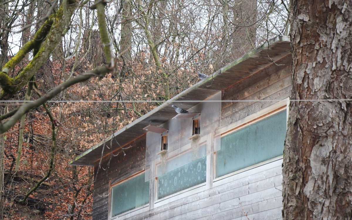 Taubenschlag für Stadttauben im Tierpark Bern. In der ganzen Stadt befindet sich ein Netz aus Schlägen. 