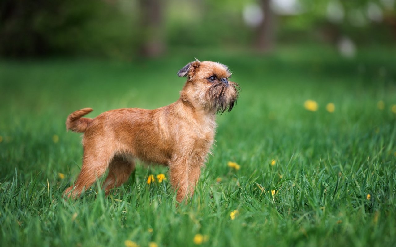 Der Brüsseler Griffon ist ein kompakter, muskulöser Hund mit einem markanten, runden Kopf, grossen, ausdrucksstarken Augen und einem charakteristischen Bart.