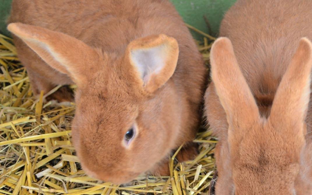 Eine Gruppe Rorte Neuseeländer mit 4 Monaten und 3,7 Kilogramm Lebendgewicht, die immer noch zusammenlebt.