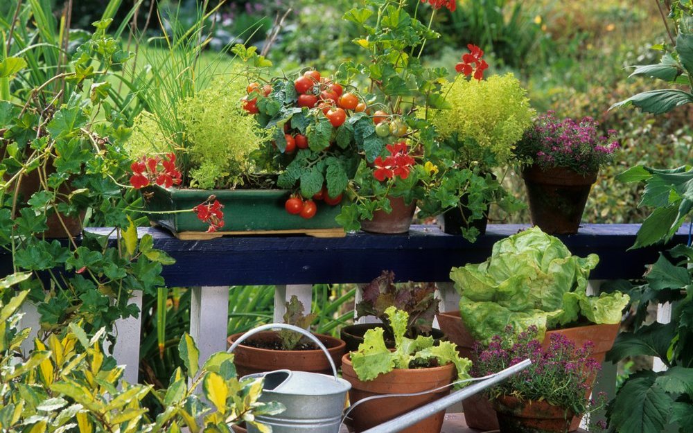 Tomaten bilden Farbtupfer auf dem Gemüsebalkon.