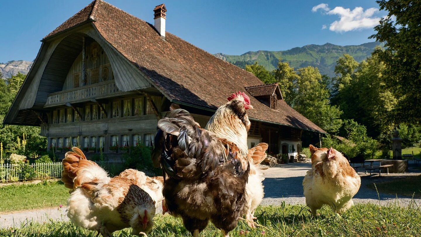 Der Besitzer des prächtigen, in kurzer Zeit erbauten Bauernhauses von Ostermundigen bei Bern konnte sich nicht lange daran erfreuen.