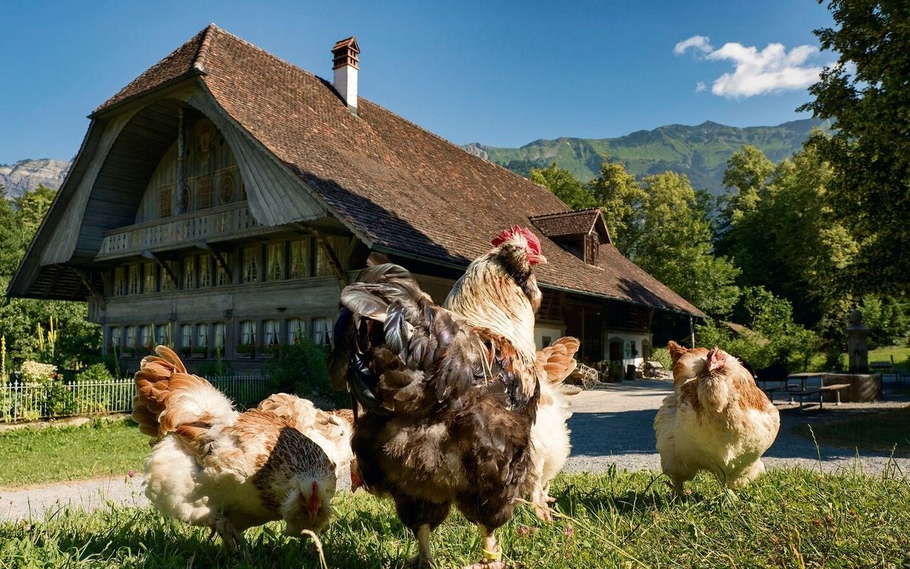 Der Besitzer des prächtigen, in kurzer Zeit erbauten Bauernhauses von Ostermundigen bei Bern konnte sich nicht lange daran erfreuen.