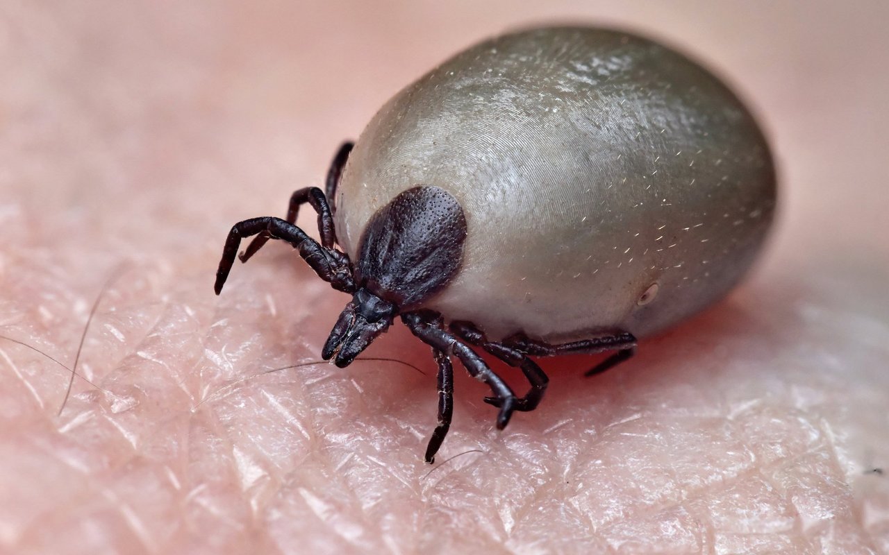 Eine vollgesogene Zecke kann das 200-fache ihres Körpergewichtes erreichen. 