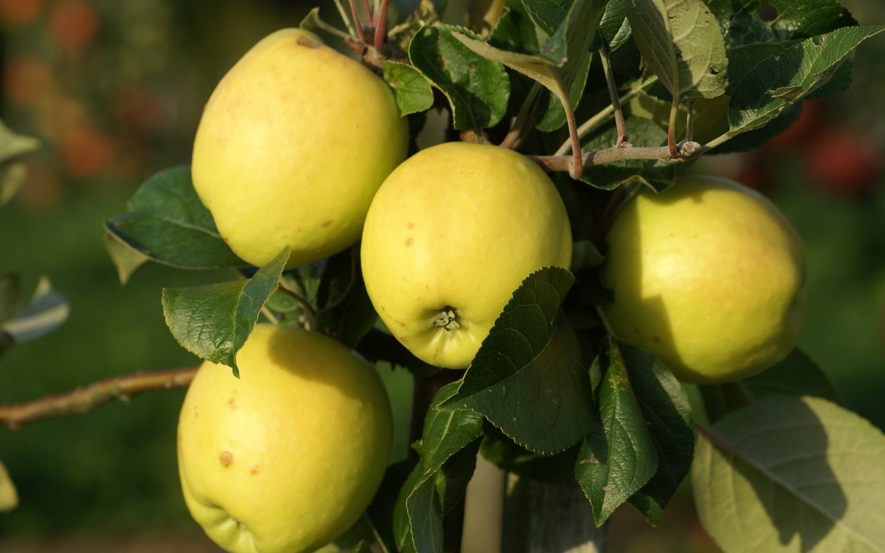 Der Usterapfel besitzt eine schmal-kegelige Form und wird nur etwa 5,5 bis 7 Zentimeter hoch. Der anfangs weiss- und später zitronengelbliche Apfel besitzt hier und da eine leicht rötliche Färbung.