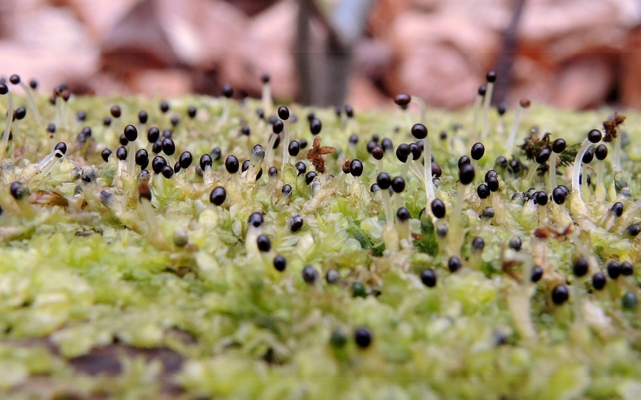 Lophocolea heterophylla, Zürich, Hornbach