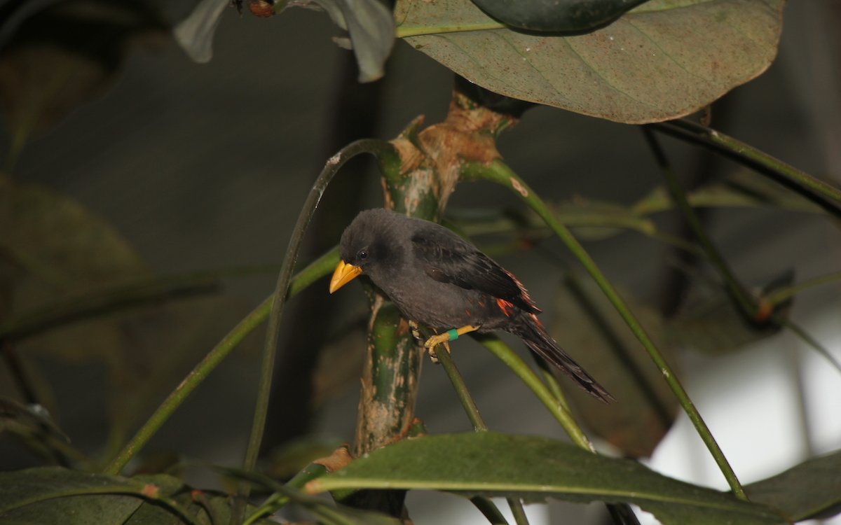 Schmalschnabelstare sind neu im Vogelhaus und brüten in der Kolonie. 