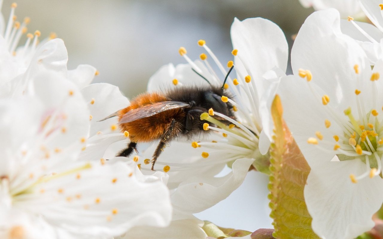 Wildbienen benötigen ein reichhaltiges Blütenangebot in der Nähe des Bienenhotels, ansonsten suchen sie sich einen anderen Ort zum Leben.