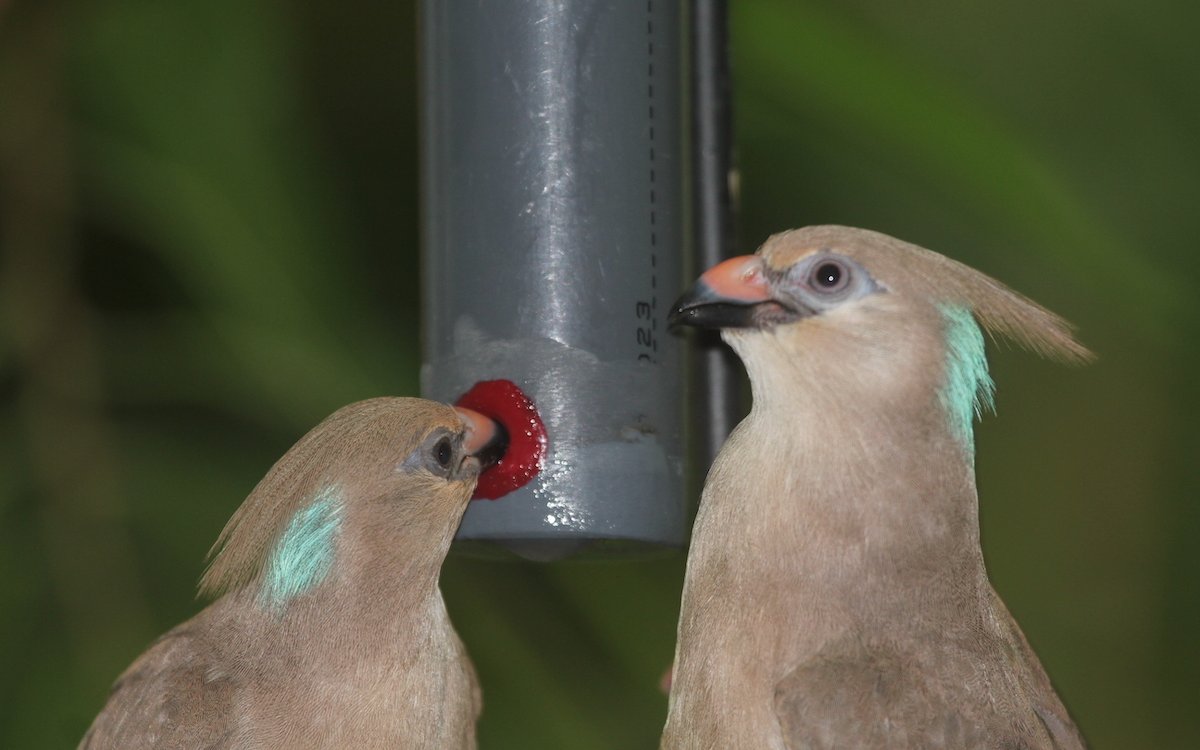 Vögel ernähren sich auch von Nektar, so wie diese beiden Blaunacken-Mausvögel, die aus einer Flasche trinken. 