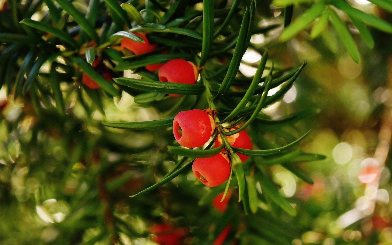 Dass die Beeren der Eibe giftig sind, ist den meisten bekannt. Doch welche Pflanze kann für Kinder und Tiere noch gefährlich sein?