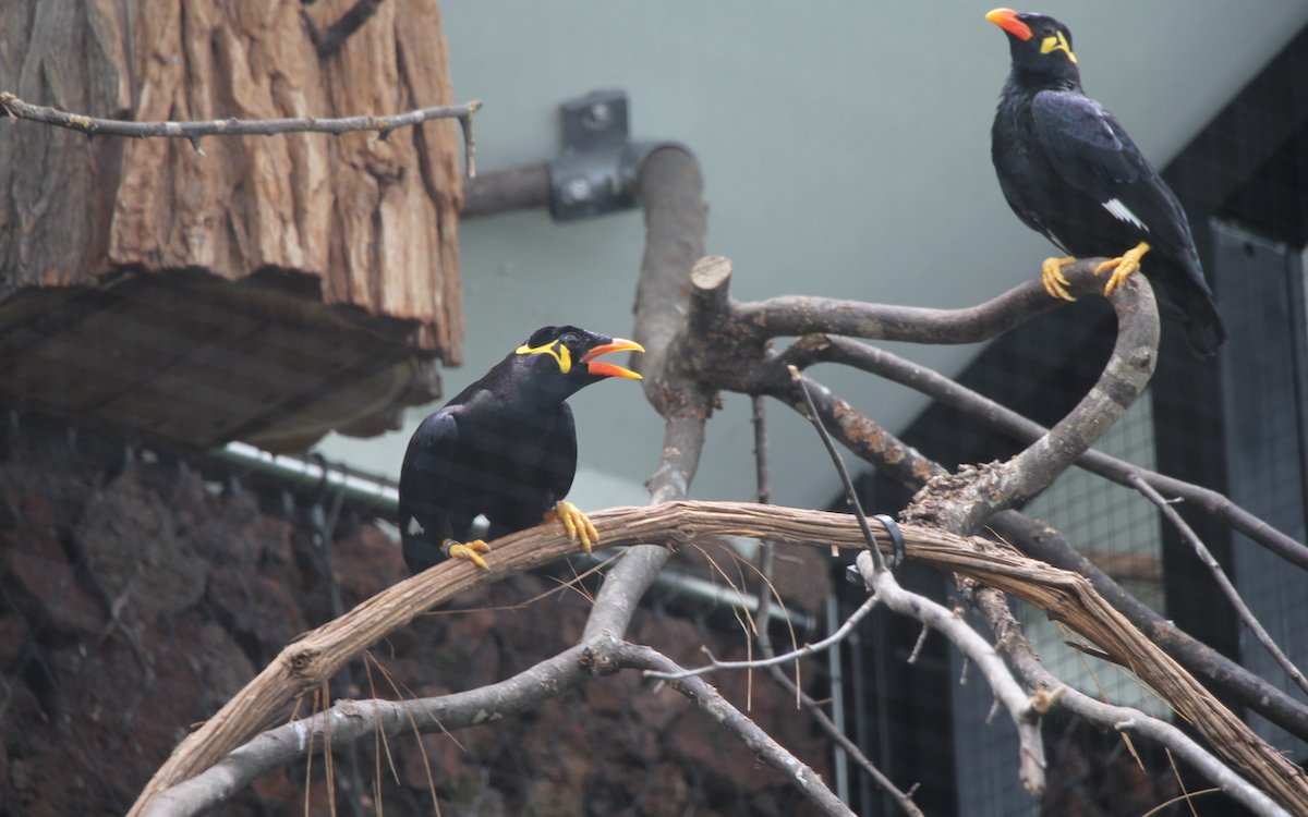 Mittelbeos ziehen Junge in einer separaten Voliere im Vogelhaus auf. 