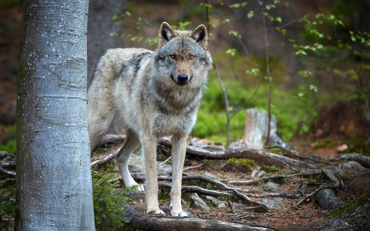 In dem Wolf sieht der Ökologische Jagdverein keine Konkurrenz, denn es ist genug für alle da. 