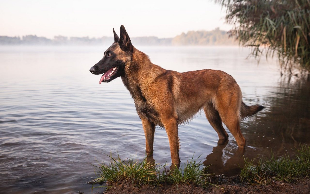 Der Malinois ist ein athletischer Hund mit kurzem, rotbraunem Fell und einer markanten schwarzen Maske.