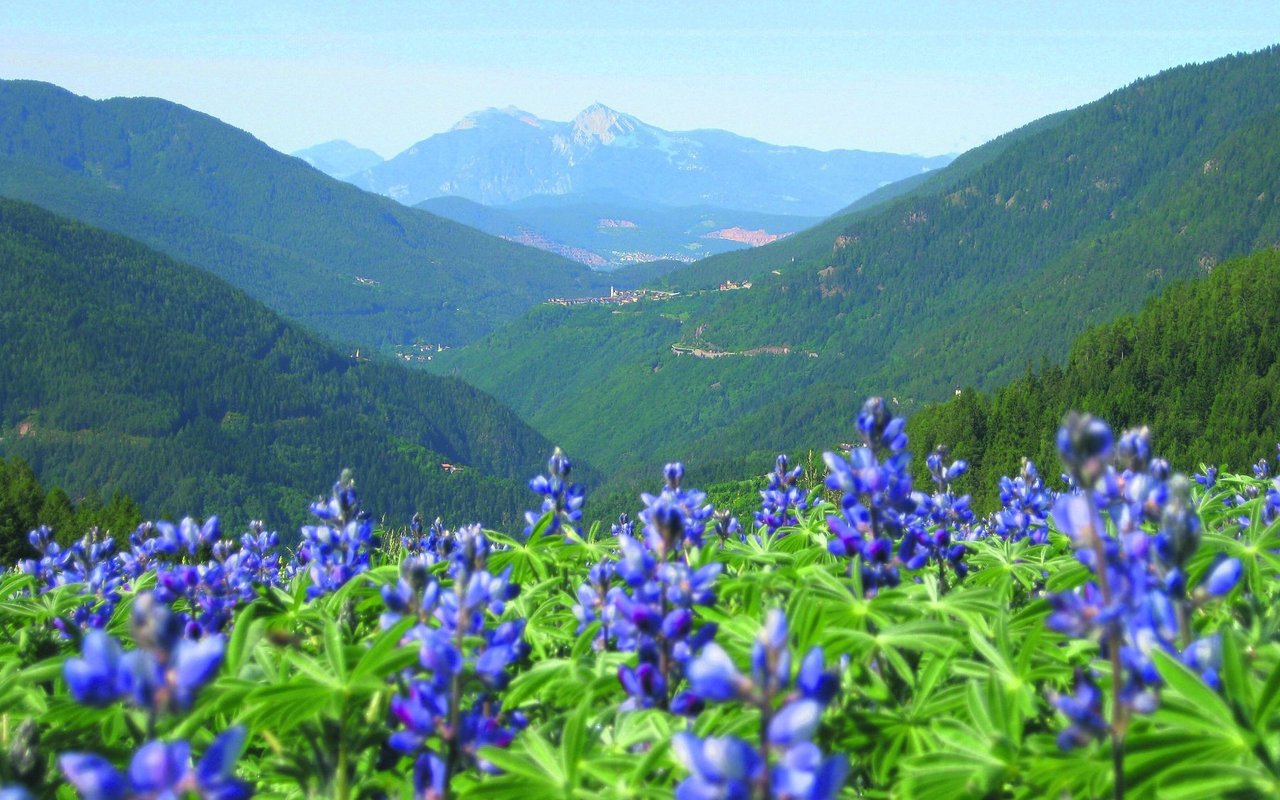 Südtiroler Lupinen: Eine traditionsreiche Pflanze, die als nachhaltiger Kaffeeersatz in der Region Altrei angebaut wird und mit ihrem intensiven, nussigen Geschmack begeistert.