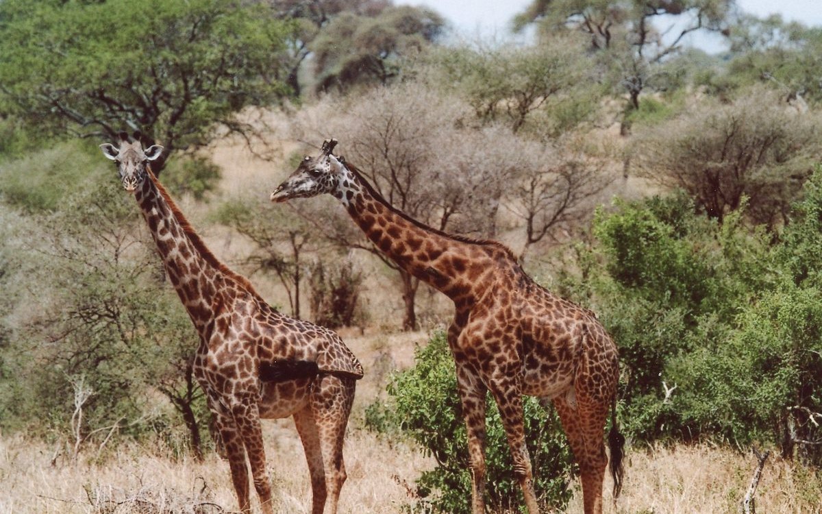 Giraffen im Arusha Nationalpark in Tansania. 