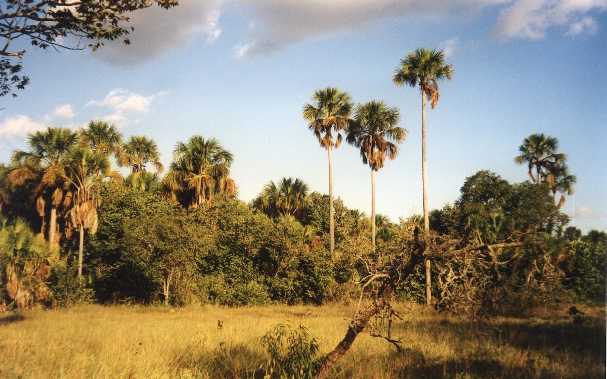 Mauritia-Palmen in brasilianischer Palmensavanne im Bundesstaat Piaui. 