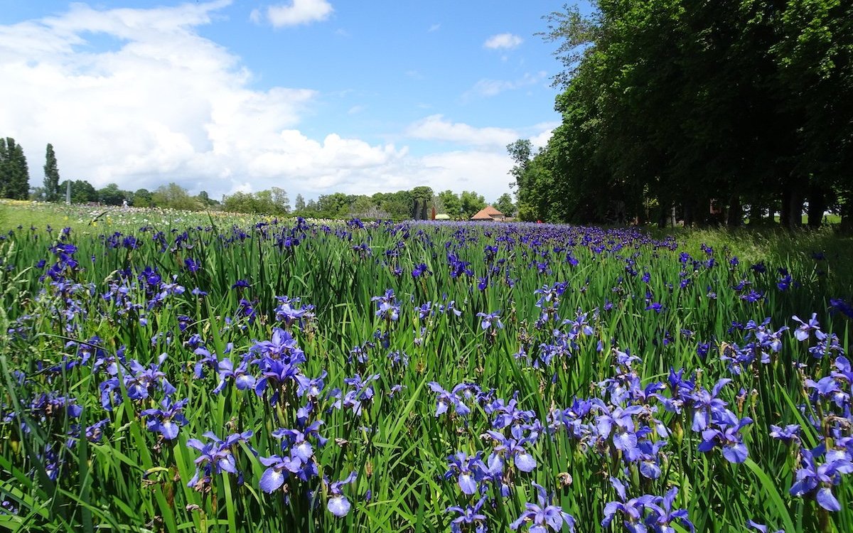 Die einmalige Irissammlung im Jardin des Schlosses Vullierens im Waadtland. 