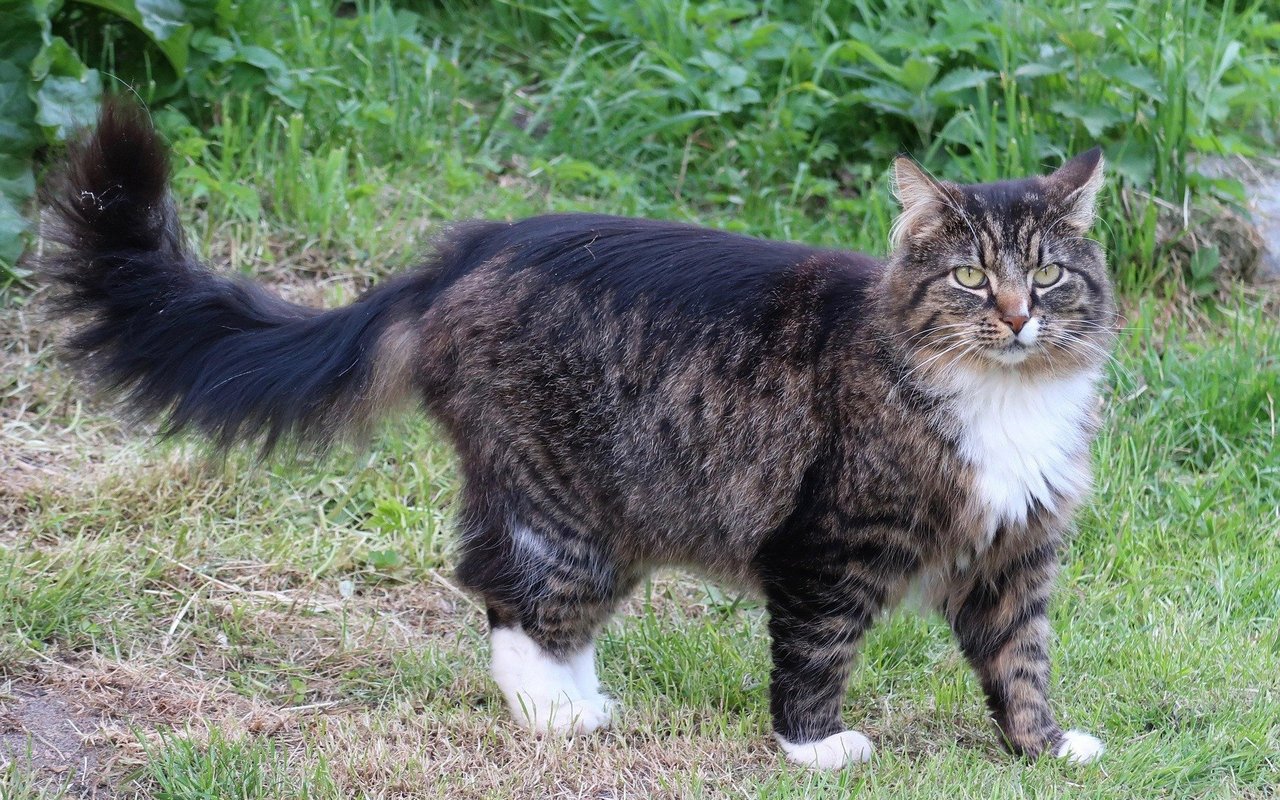 Norwegische Waldkatze