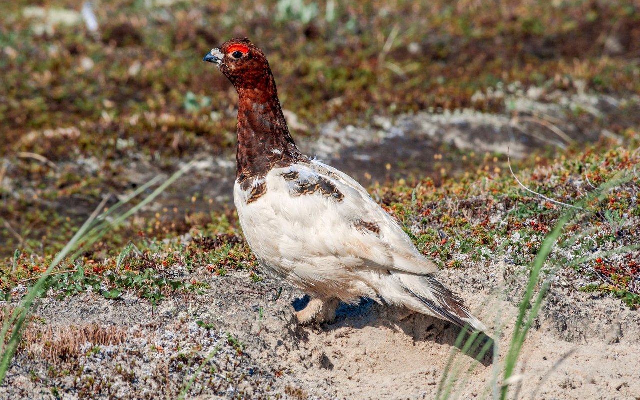 Moorschneehuhn