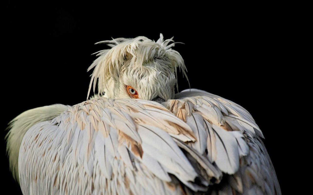 Der Krauskopfpelikan ist ein Brutvogel aus dem Südosten Europas. 