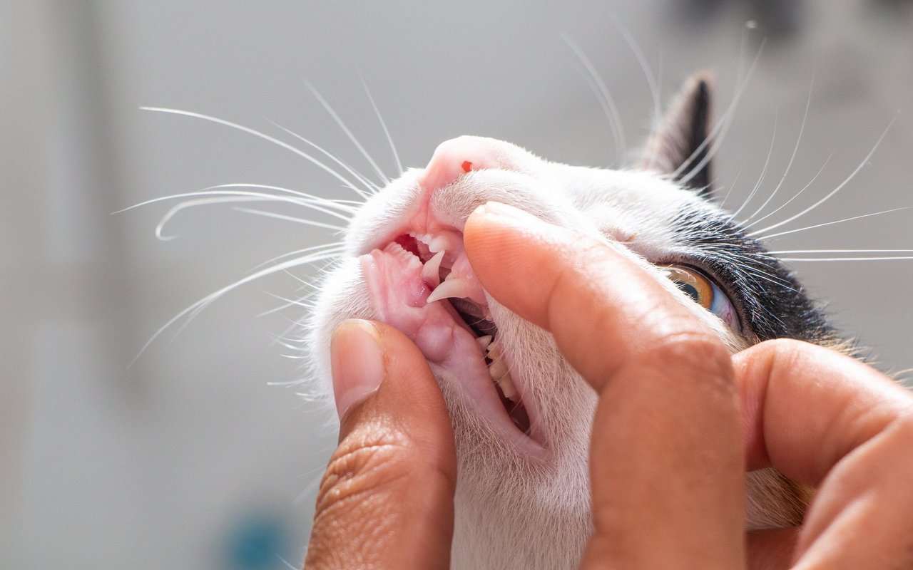 Um einer Katze bei der Zahnpflege zu helfen, macht es Sinn, Untersuche und das Zähneputzen von klein auf anzutrainieren.