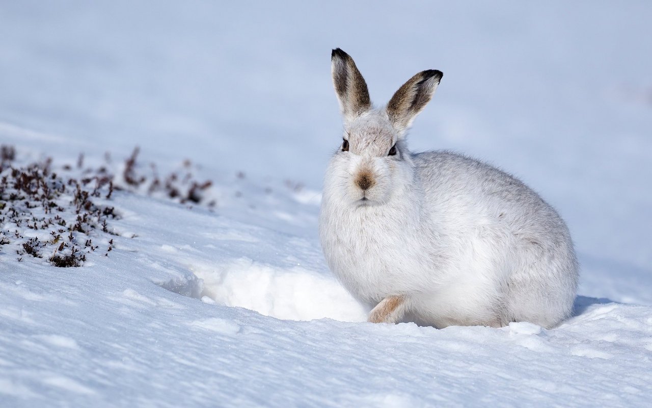 In der Schweiz lebt neben dem Feldhasen auch der Schneehase. Ihn kann man vom Feldhasen durch sein weisses Winterkleid unterscheiden. 