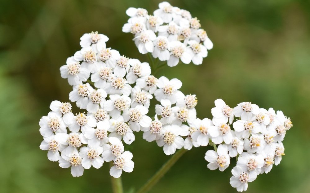 Die mehrjährige Wiesen-Schafgarbe ist oft am Wegesrand zu finden und für Insekten eine begehrte Nahrungsquelle.