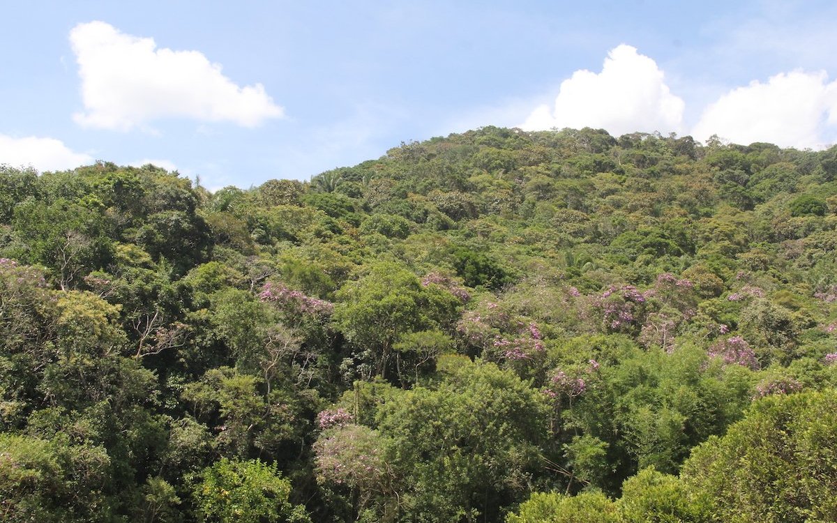 Der Atlantische Wald bei Juquitiba zieht sich entlang brasilianischer Küstengebiete bei São Paulo.