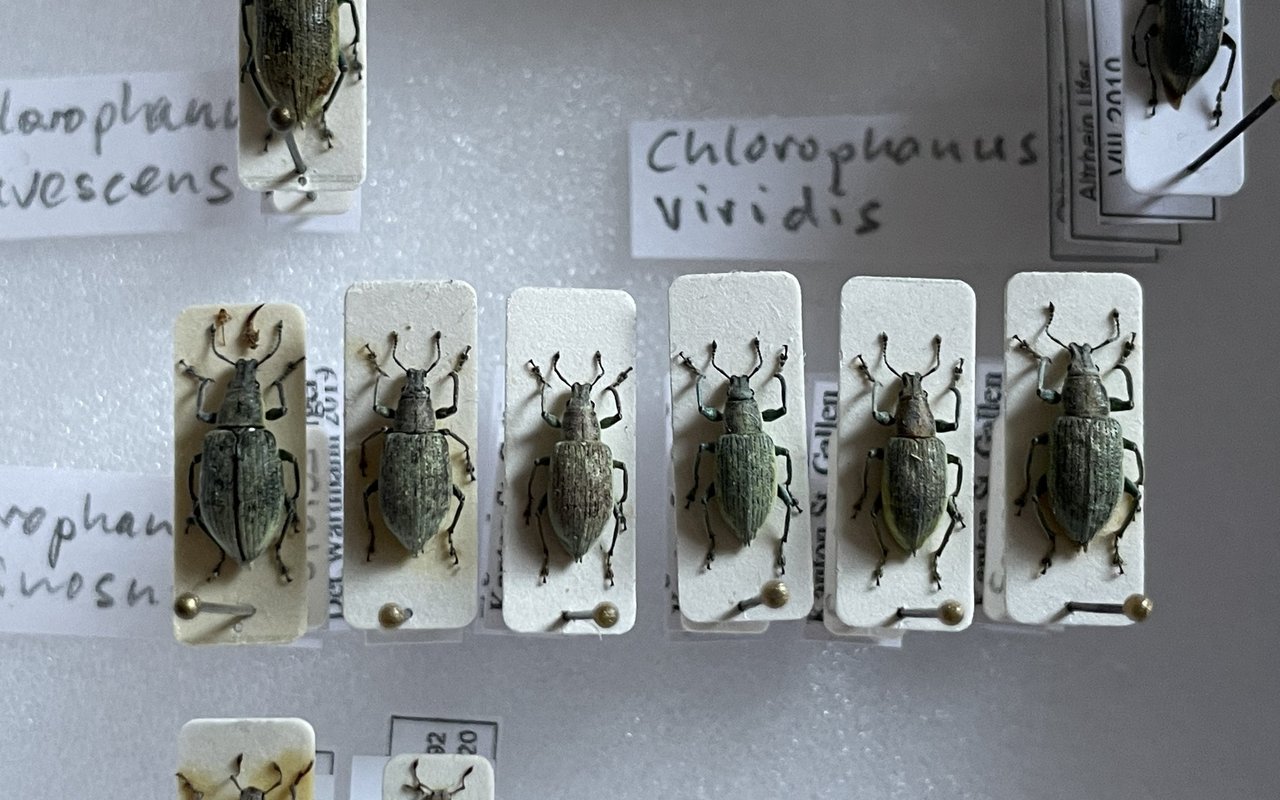 Tausende Rüsselkäfer aus verschiedenen Arten finden sich in Stefan Wartmanns Sammlung.