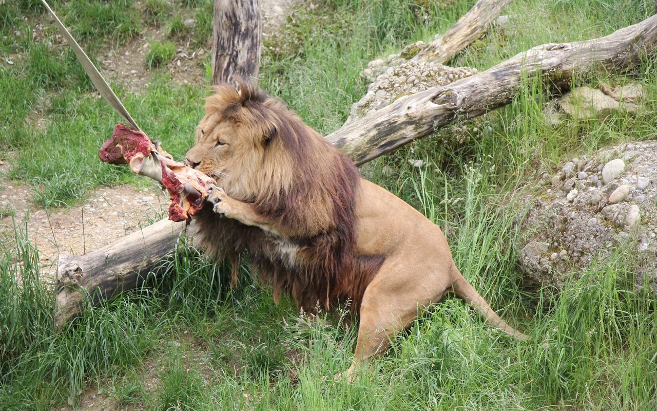 Atlas, der Berberlöwe im Walter Zoo in Gossau, erhält ganze Tiere und reisst Fleischstücke heraus. 