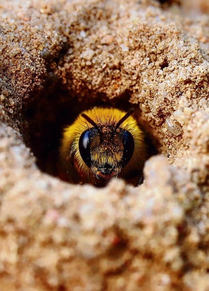 Wildbienenarten bauen ihre Nisthöhlen im Boden, zumeist im Sand.