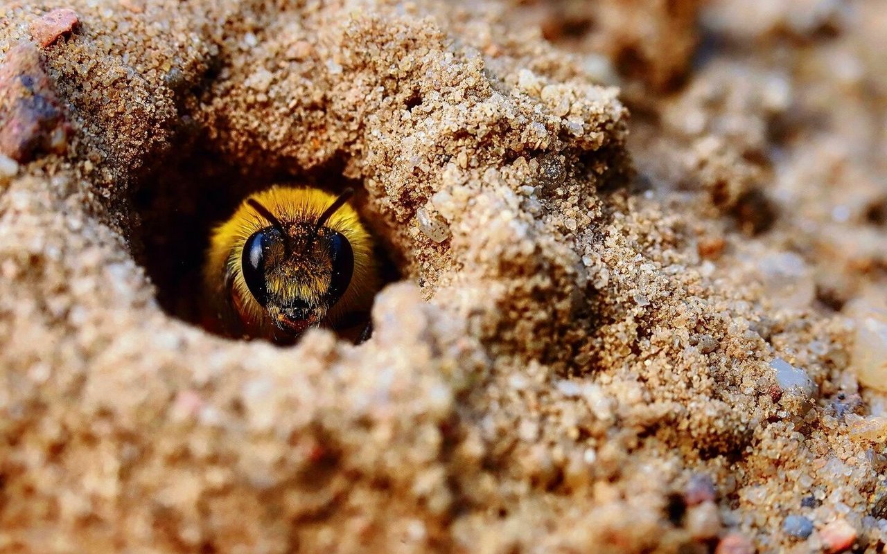 Wildbienenarten bauen ihre Nisthöhlen im Boden, zumeist im Sand.