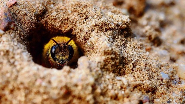 Wildbienenarten bauen ihre Nisthöhlen im Boden, zumeist im Sand.