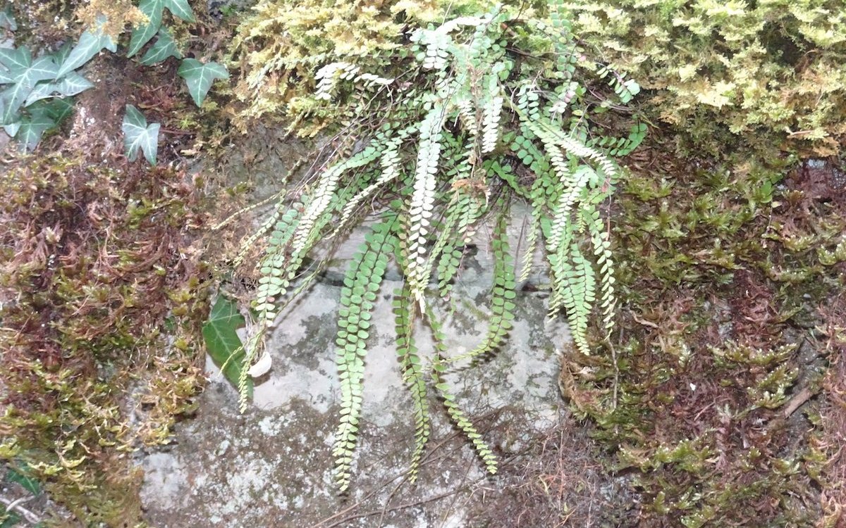 Der Braunstielige Streifenfarn (Asplenium trochomanes) gedeiht oft in Ritzen von Trockenmauern. 