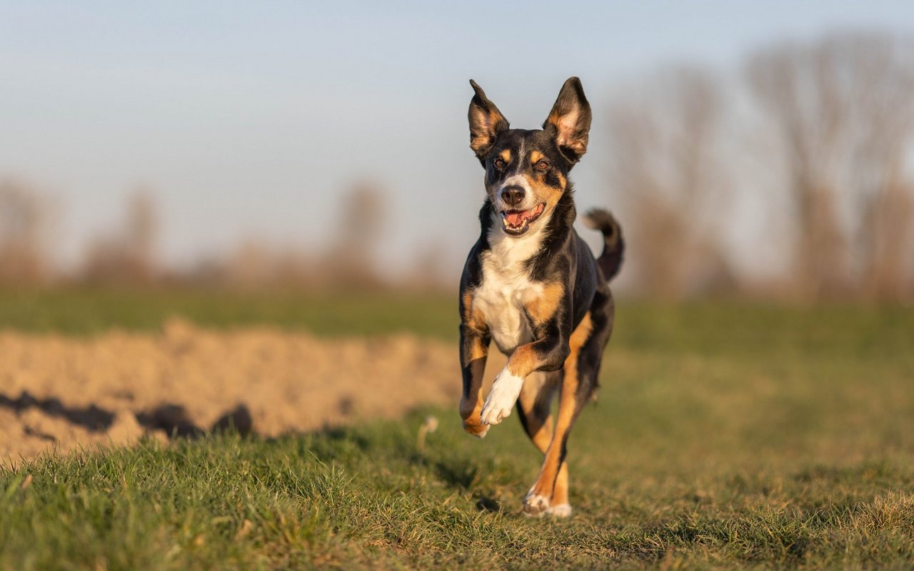 Am schwierigsten zu vermitteln sind ängstliche Hunde mit Bissvorfällen.