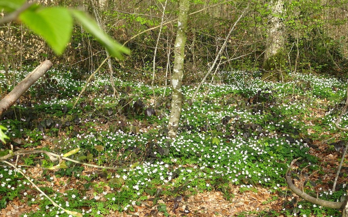 Im lichten Frühlingswald bilden sich ganze Teppiche mit Buschwindröschen oder Waldanemonen. 